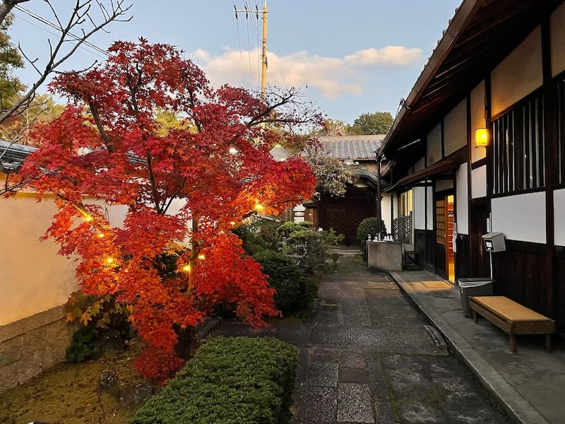 紅葉シーズンの金光院の山門内