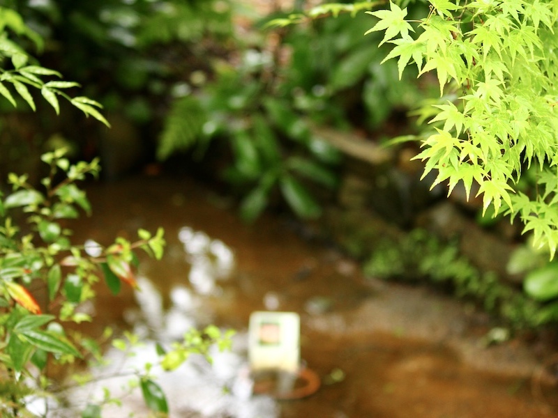 金光院寺庭の小池