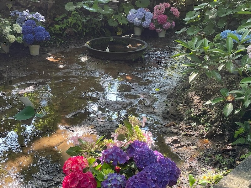 金光院寺庭の小池と紫陽花